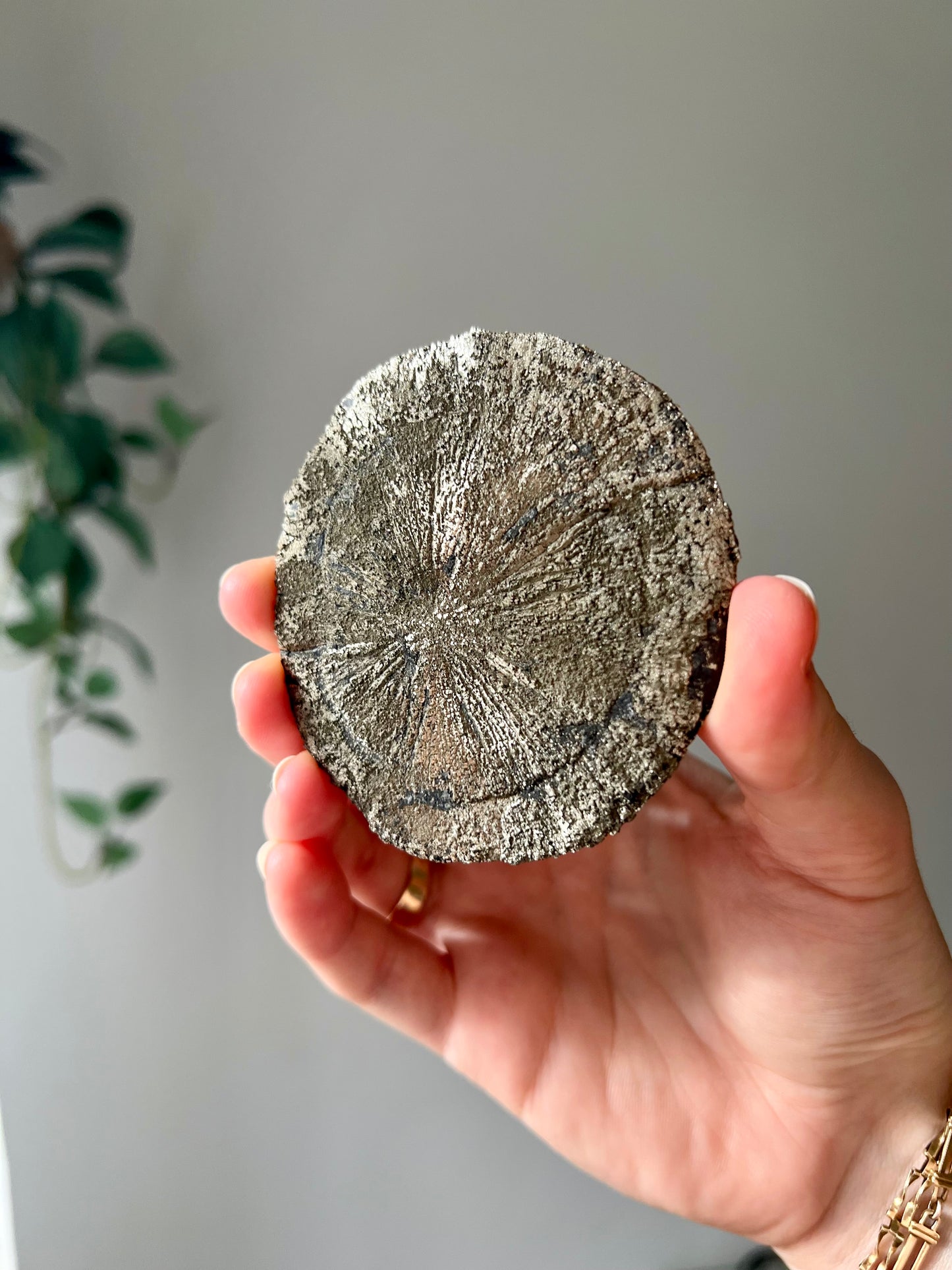 Pyrite Sun from Sparta Illinois USA 02