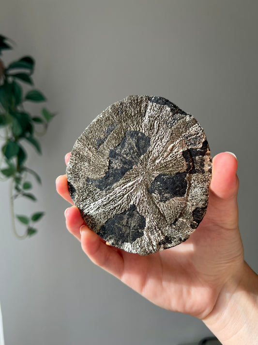 Pyrite Sun from Sparta Illinois USA 09