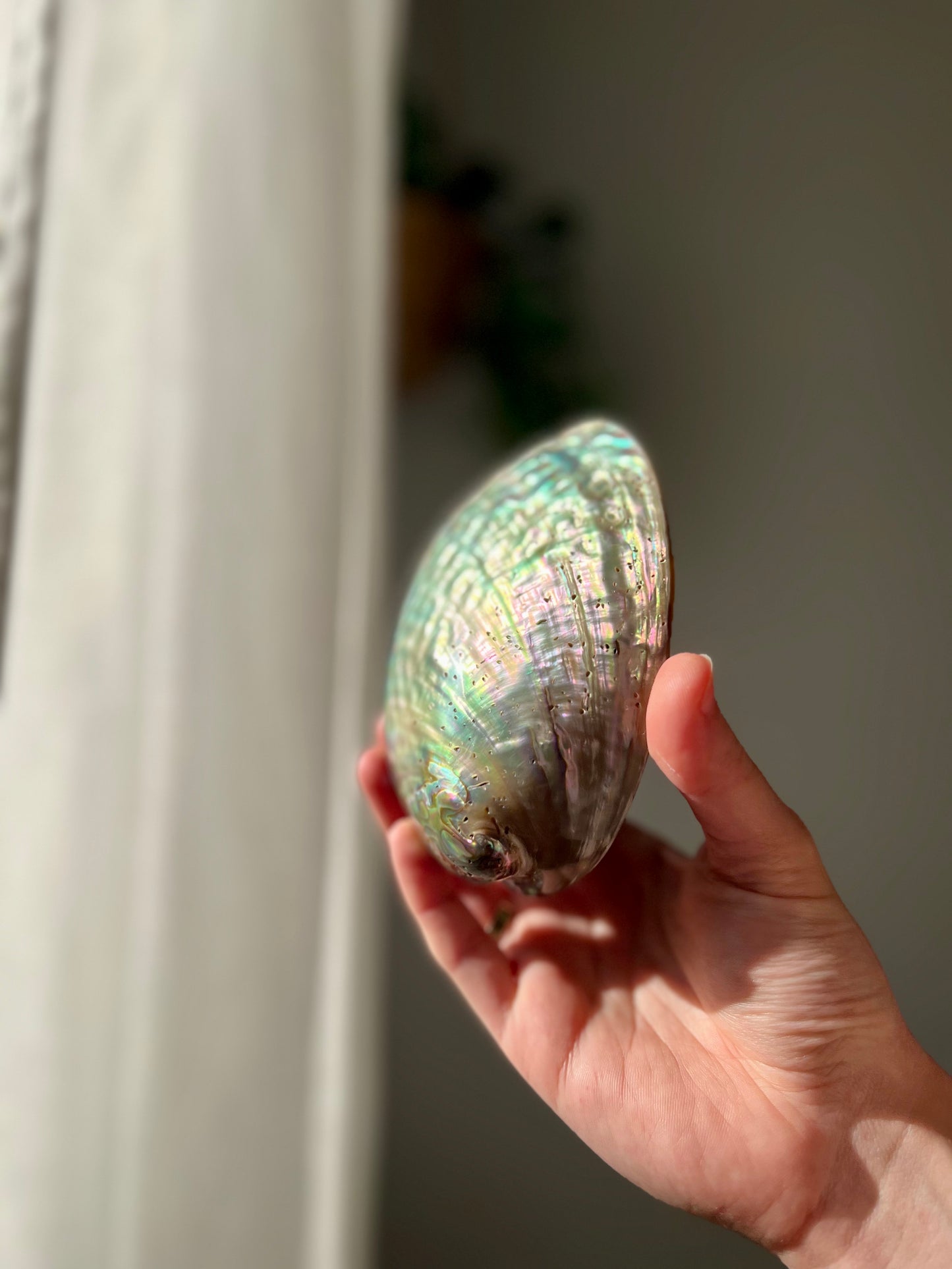 Ethically sourced Abolone Shell