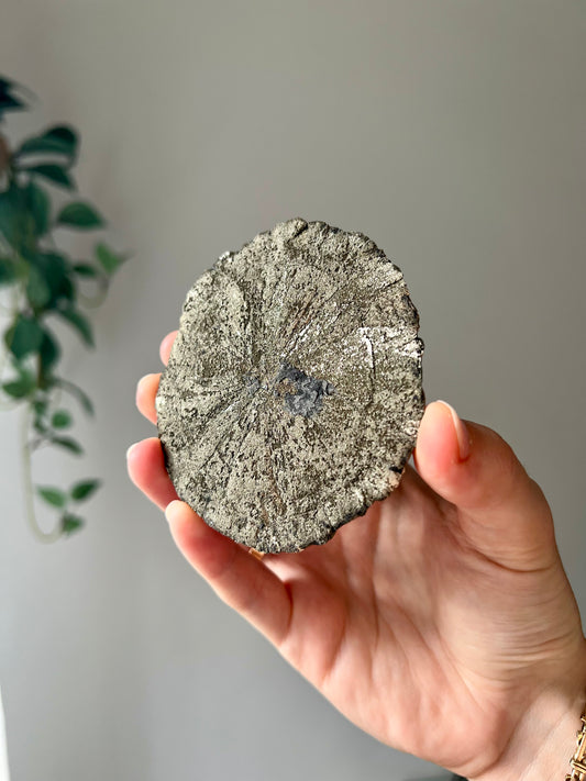 Pyrite Sun from Sparta Illinois USA 03