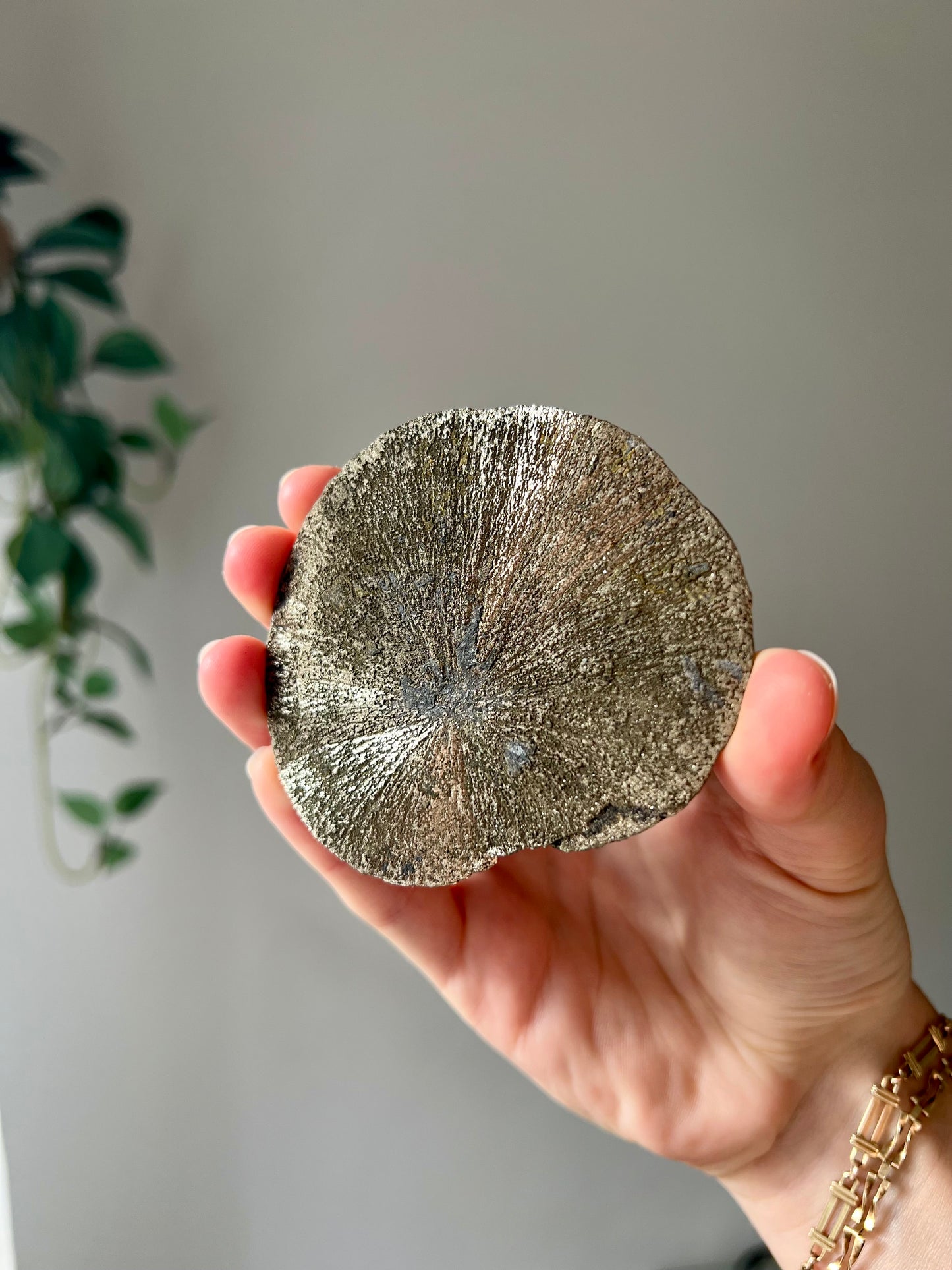 Pyrite Sun from Sparta Illinois USA 04