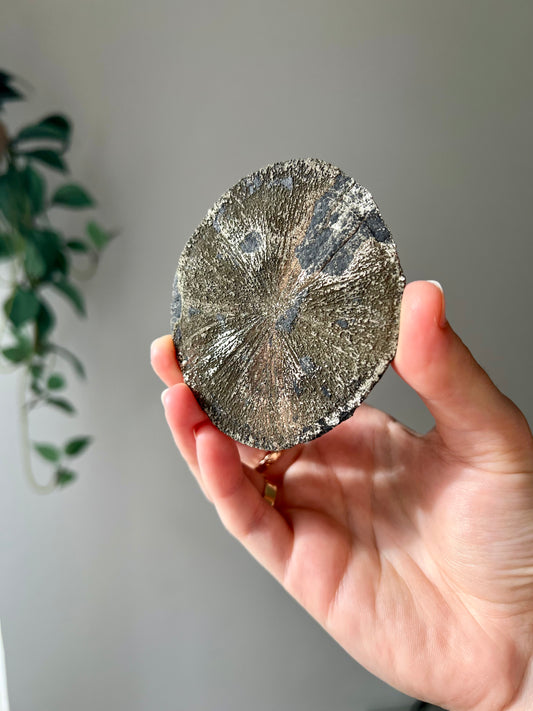 Pyrite Sun from Sparta Illinois USA 05