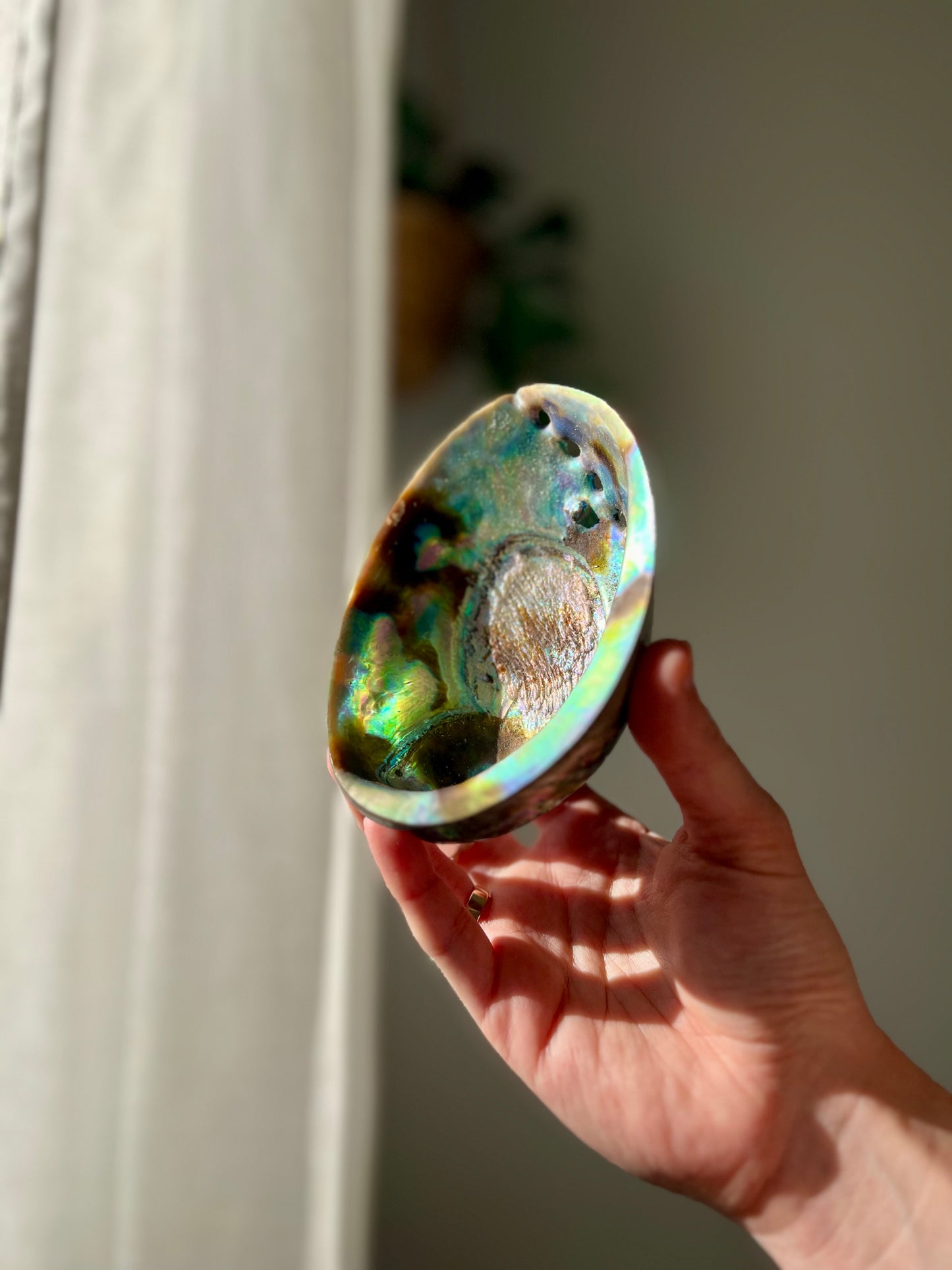 Ethically sourced Abolone Shell