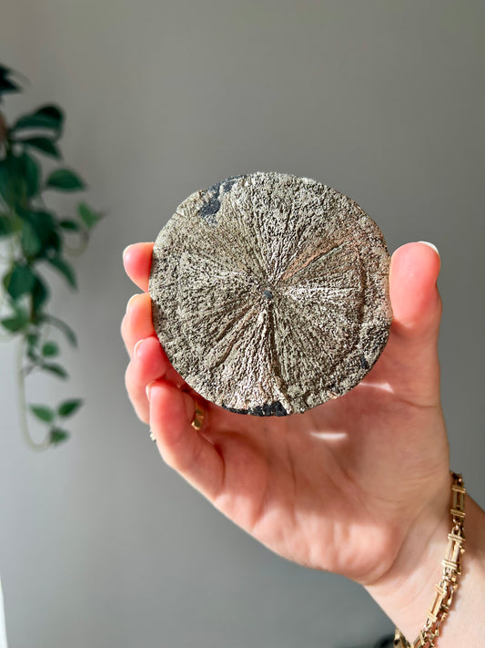 Pyrite Sun from Sparta Illinois USA 10