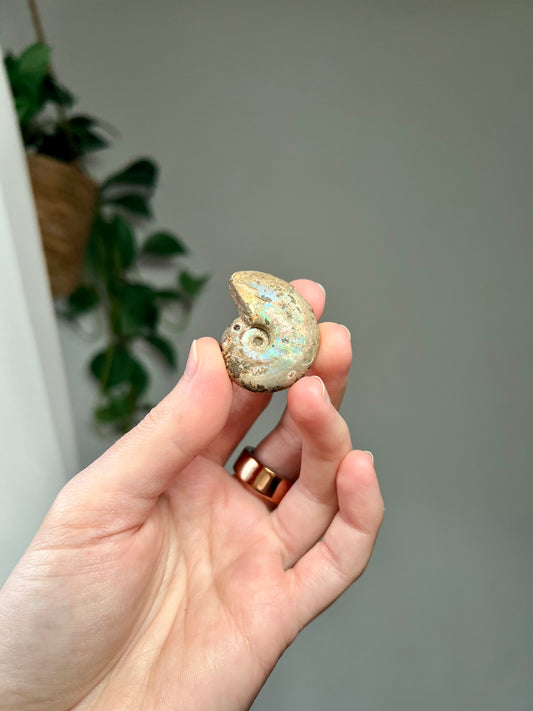 Iridescent Fossilised Ammonite from Madagascar