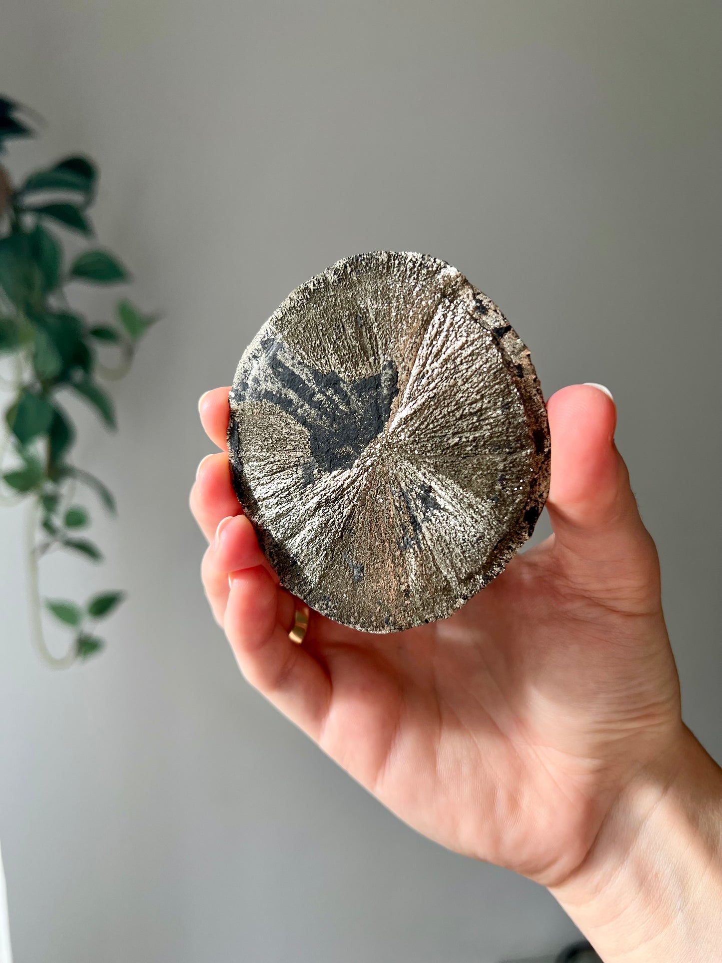 Pyrite Sun from Sparta Illinois USA 05