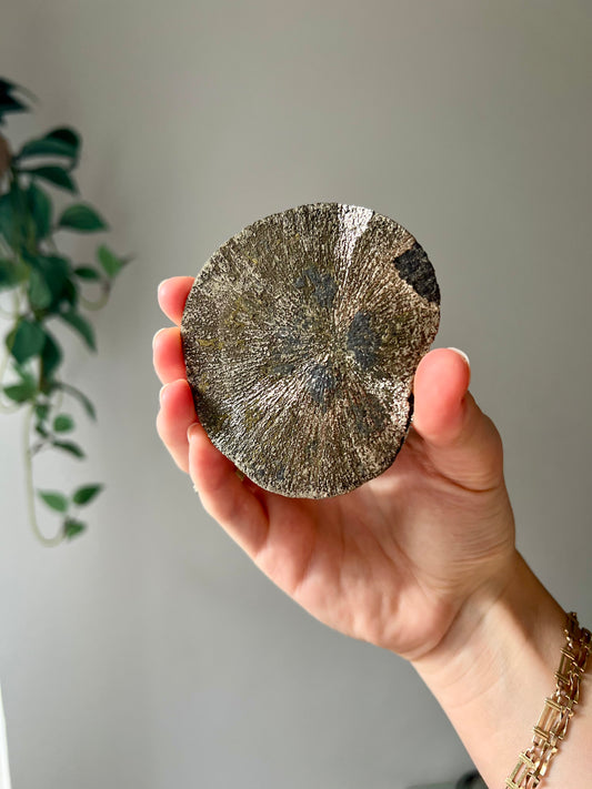 Pyrite Sun from Sparta Illinois USA 04