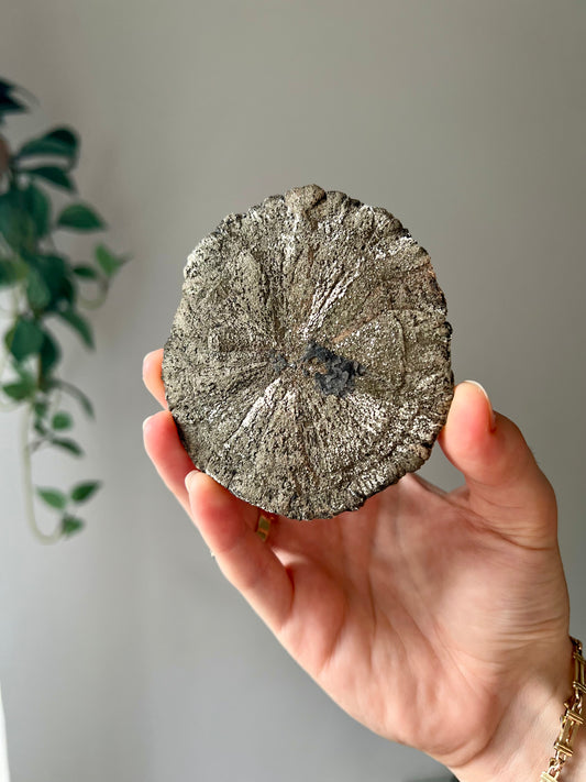 Pyrite Sun from Sparta Illinois USA 03