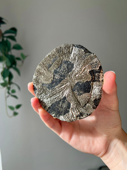 Pyrite Sun from Sparta Illinois USA 09