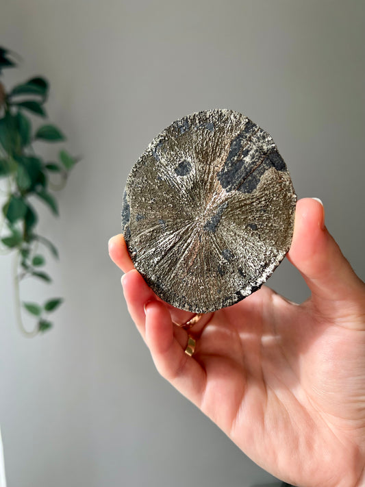 Pyrite Sun from Sparta Illinois USA 05