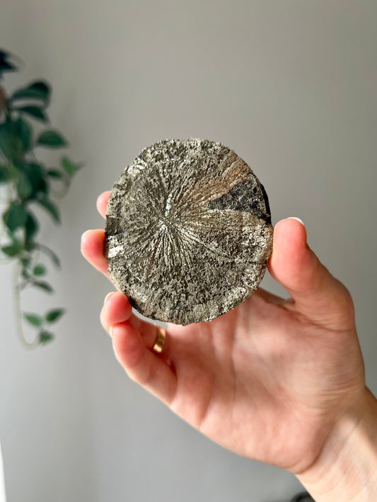 Pyrite Sun from Sparta Illinois USA 02