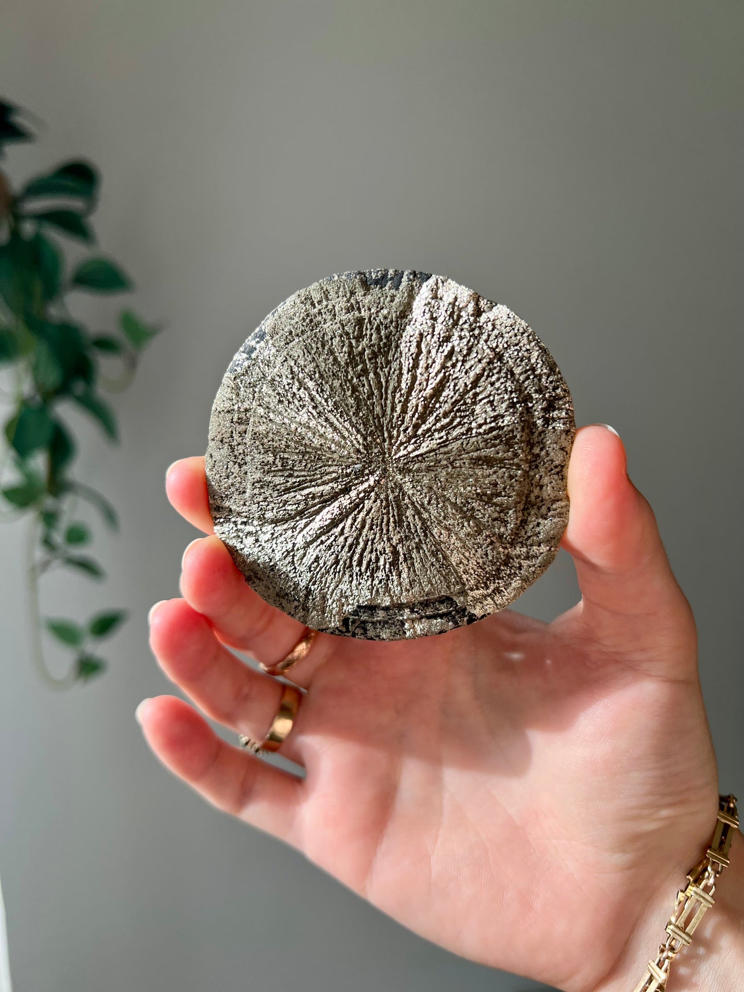 Pyrite Sun from Sparta Illinois USA 10