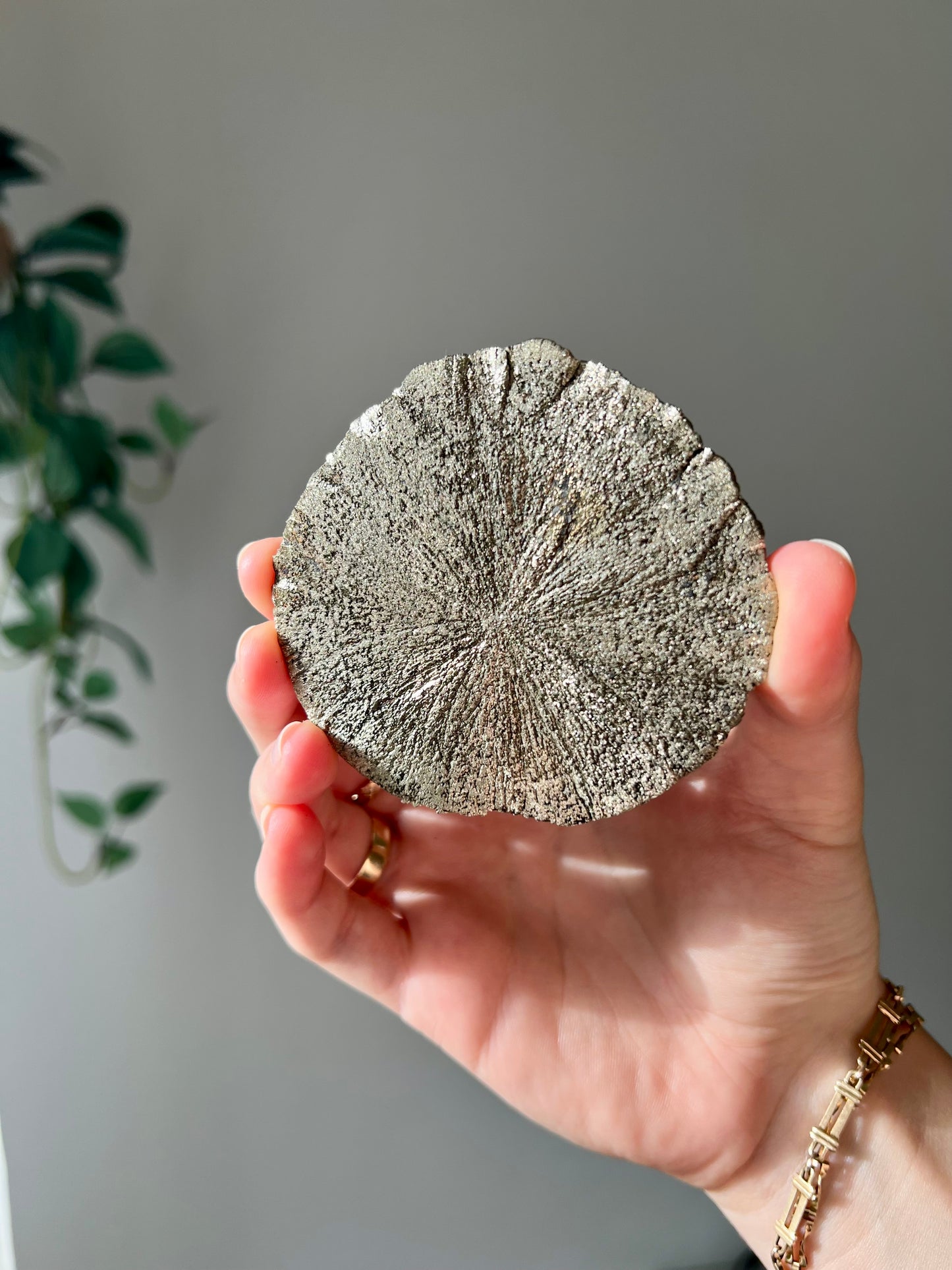 Pyrite Sun from Sparta Illinois USA 12