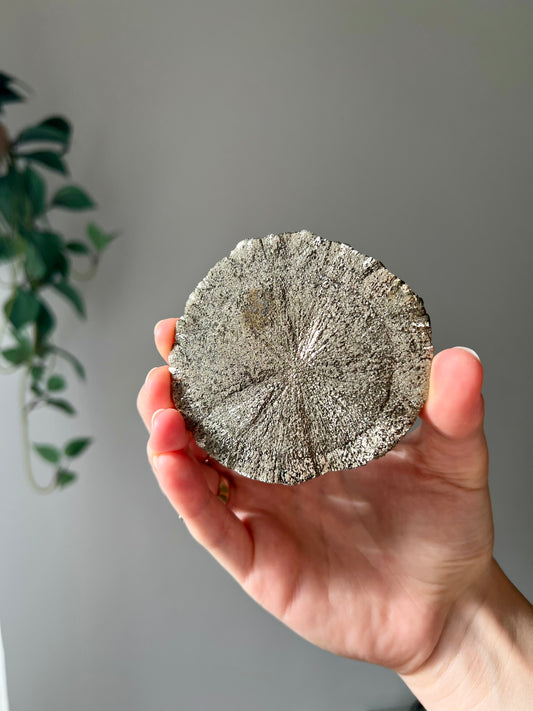 Pyrite Sun from Sparta Illinois USA 12