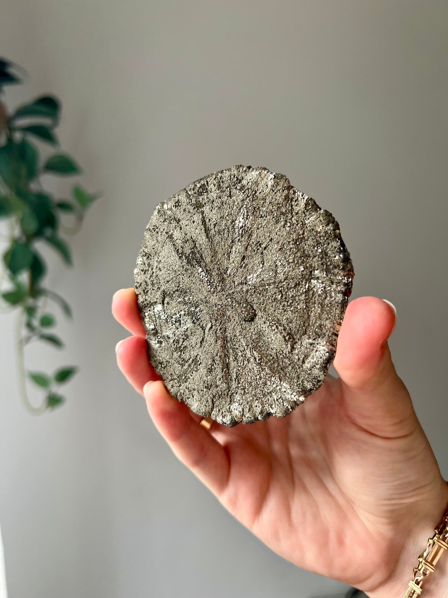 Pyrite Sun from Sparta Illinois USA 03