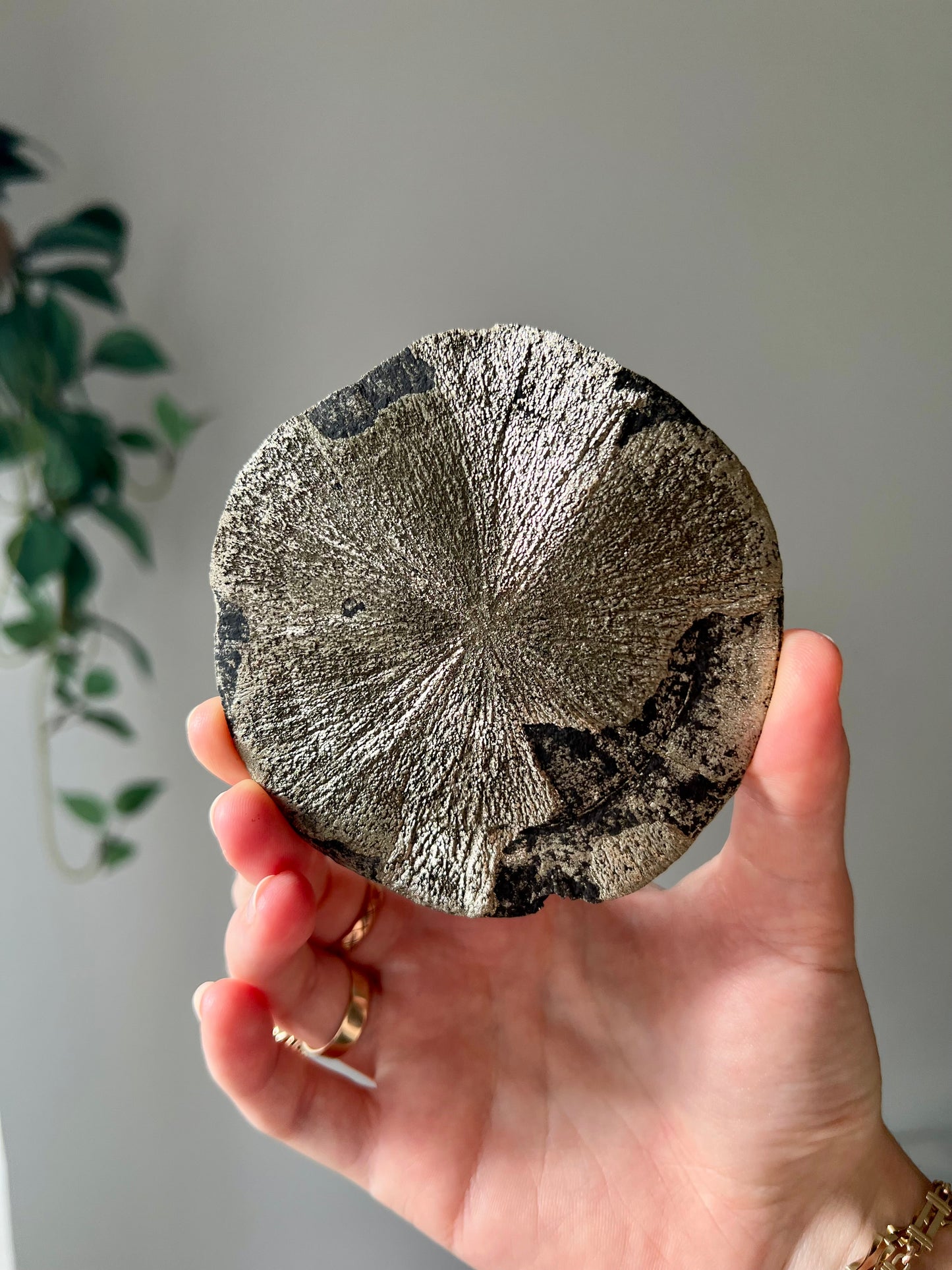 Pyrite Sun from Sparta Illinois USA 07