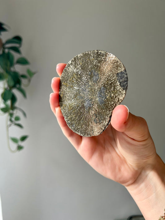 Pyrite Sun from Sparta Illinois USA 04