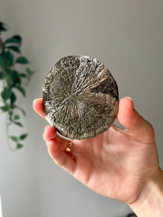 Pyrite Sun from Sparta Illinois USA 02