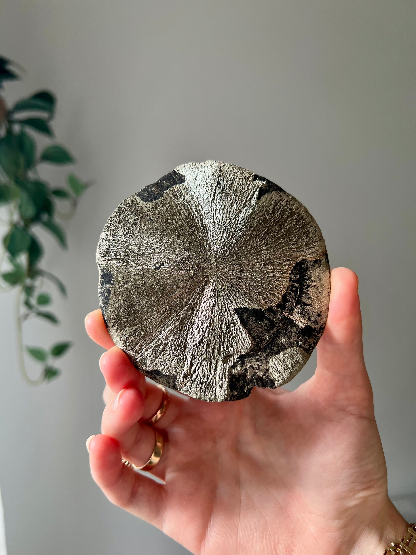 Pyrite Sun from Sparta Illinois USA 07