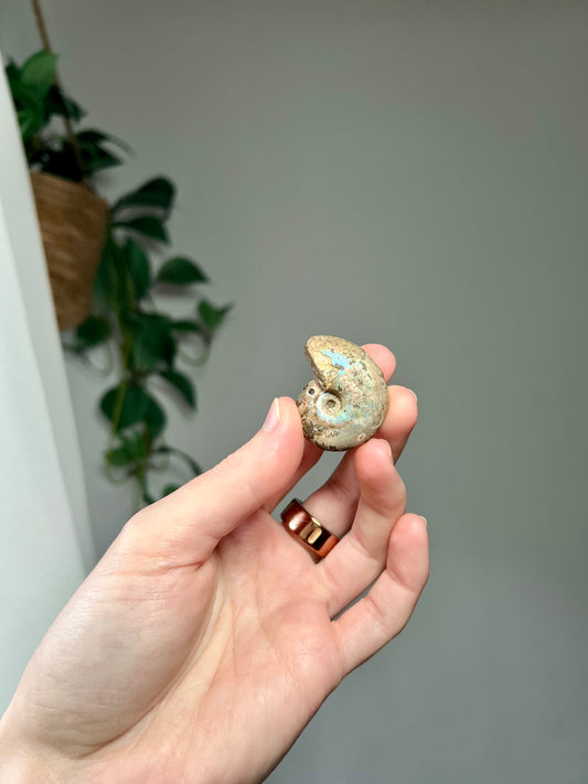 Iridescent Fossilised Ammonite from Madagascar