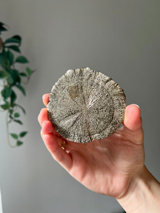 Pyrite Sun from Sparta Illinois USA 12