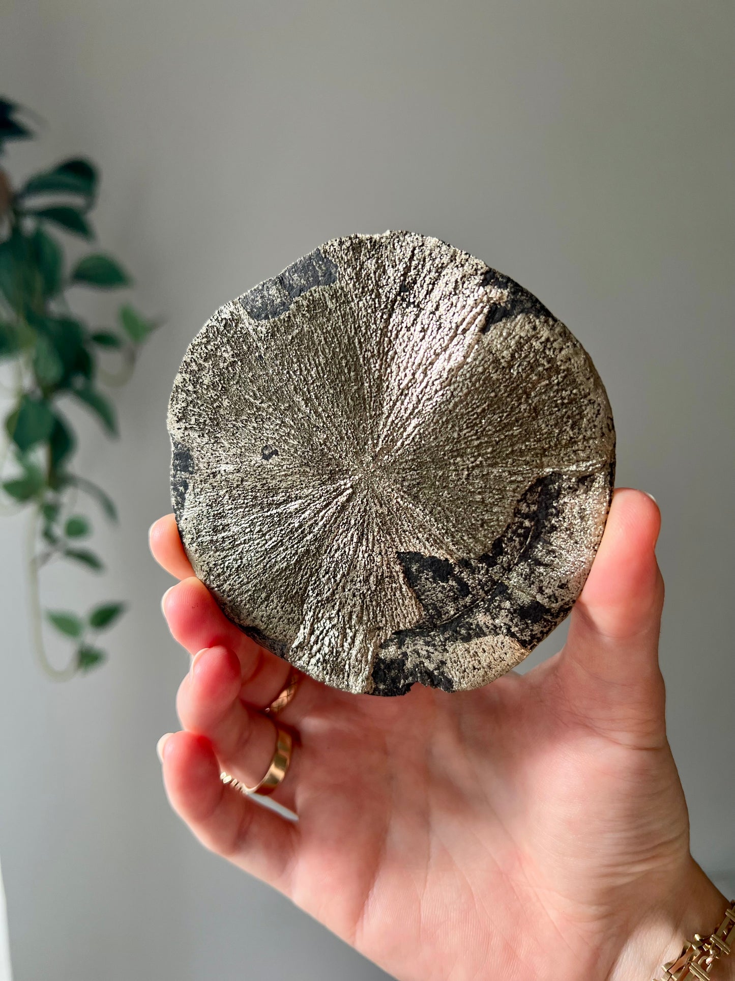 Pyrite Sun from Sparta Illinois USA 07