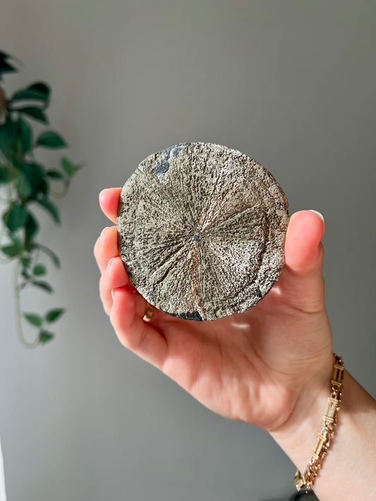 Pyrite Sun from Sparta Illinois USA 10