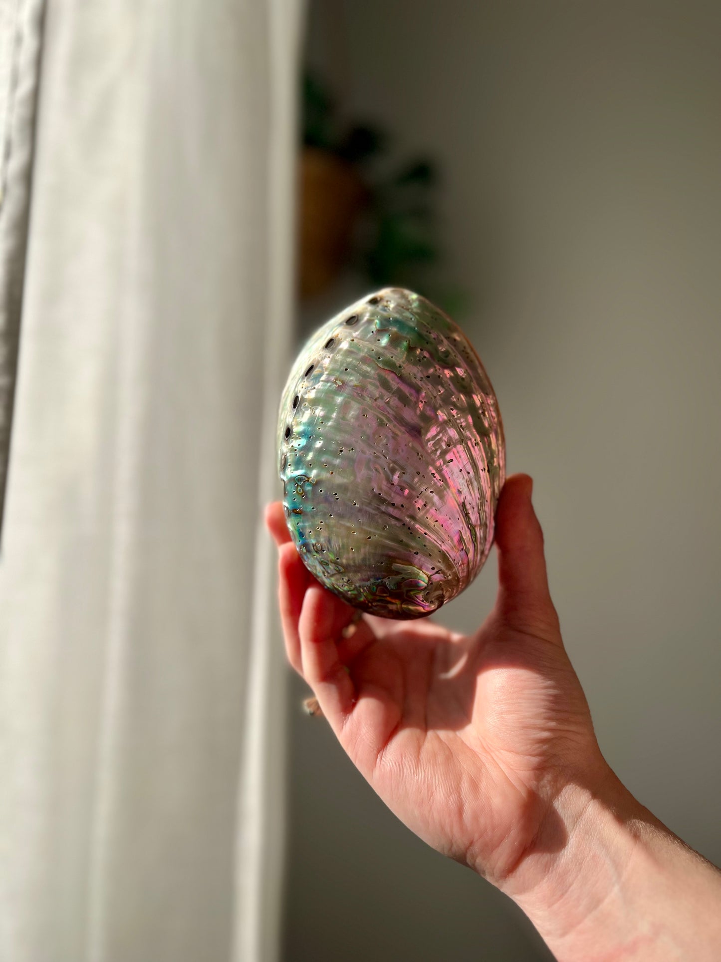 Ethically sourced Abolone Shell