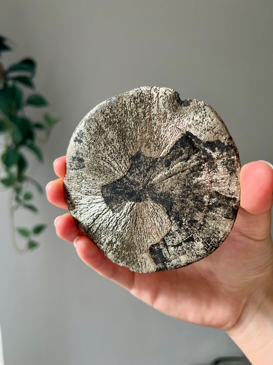 Pyrite Sun from Sparta Illinois USA 07