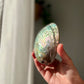 Ethically sourced Abolone Shell