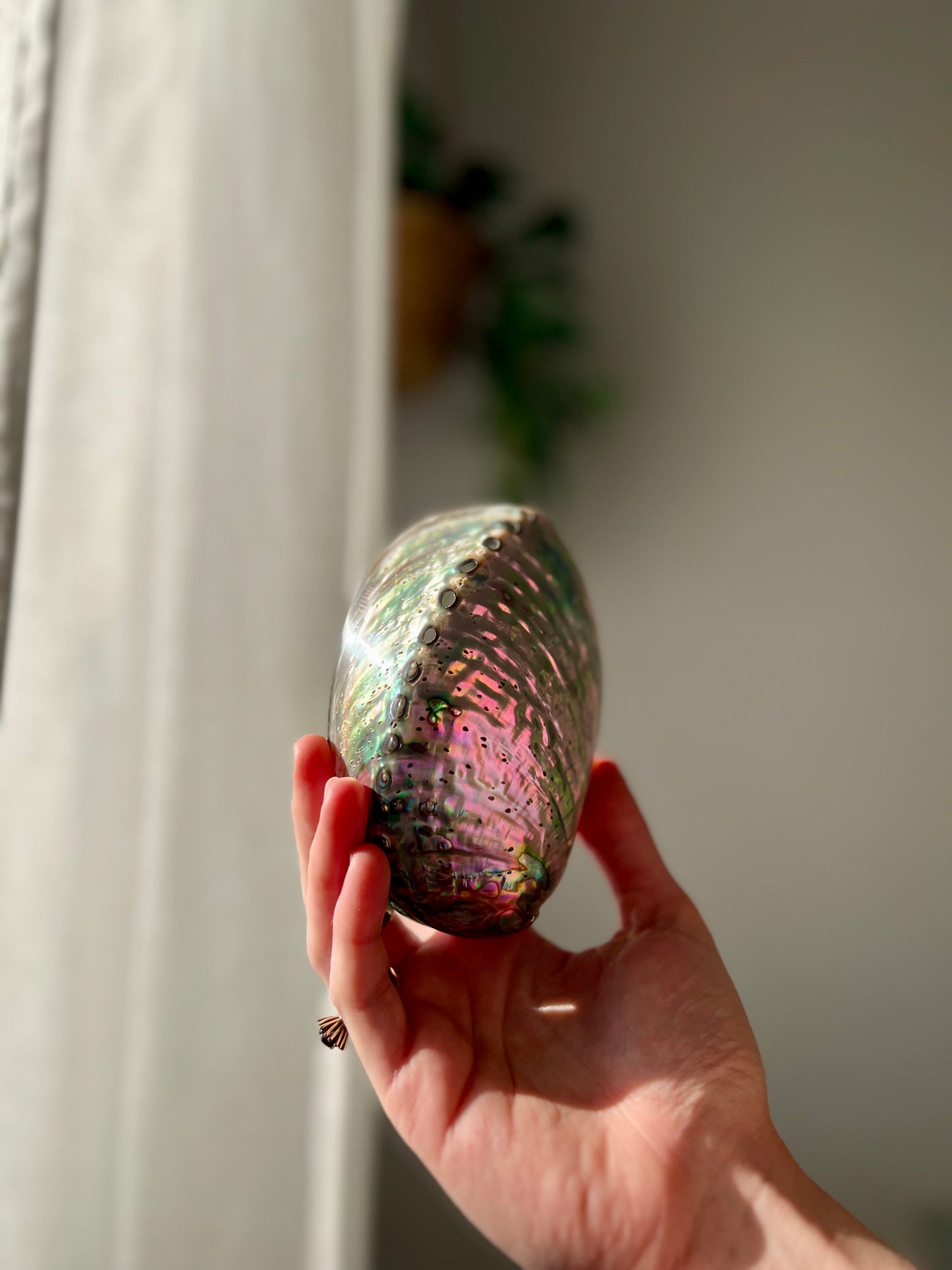 Ethically sourced Abolone Shell