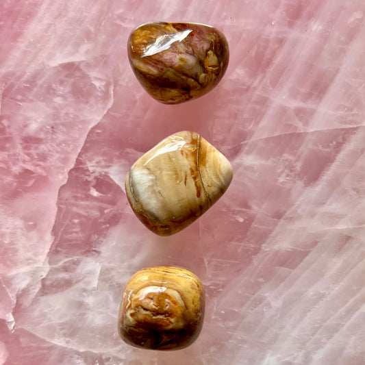 Petrified Wood tumbled stones from WA Australia