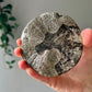 Pyrite Sun from Sparta Illinois USA 07