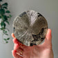 Pyrite Sun from Sparta Illinois USA 07