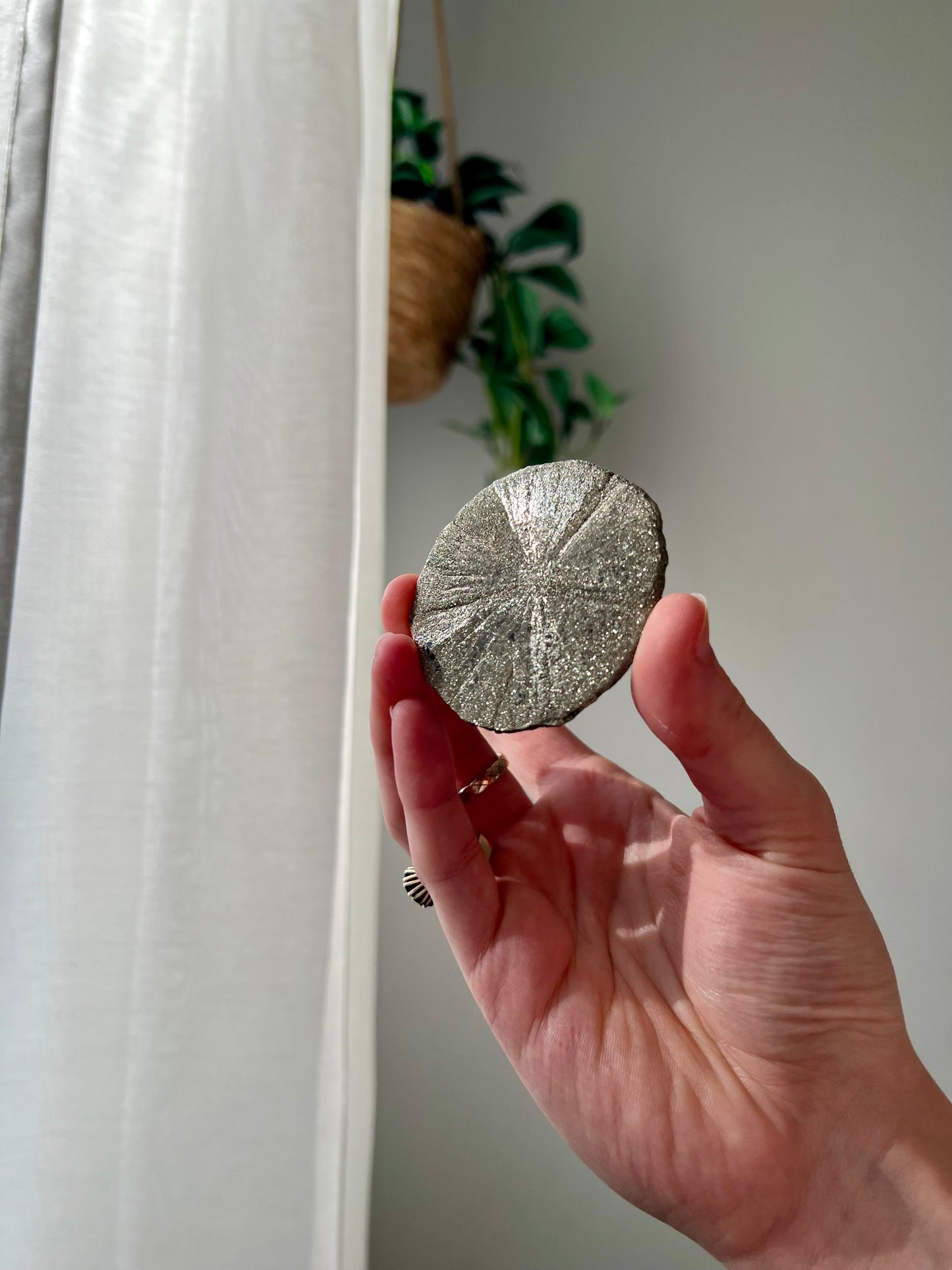 Rare Mini Pyrite Sun from Sparta Illinois USA