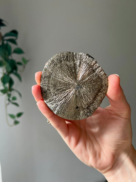 Pyrite Sun from Sparta Illinois USA 06