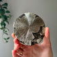 Pyrite Sun from Sparta Illinois USA 07
