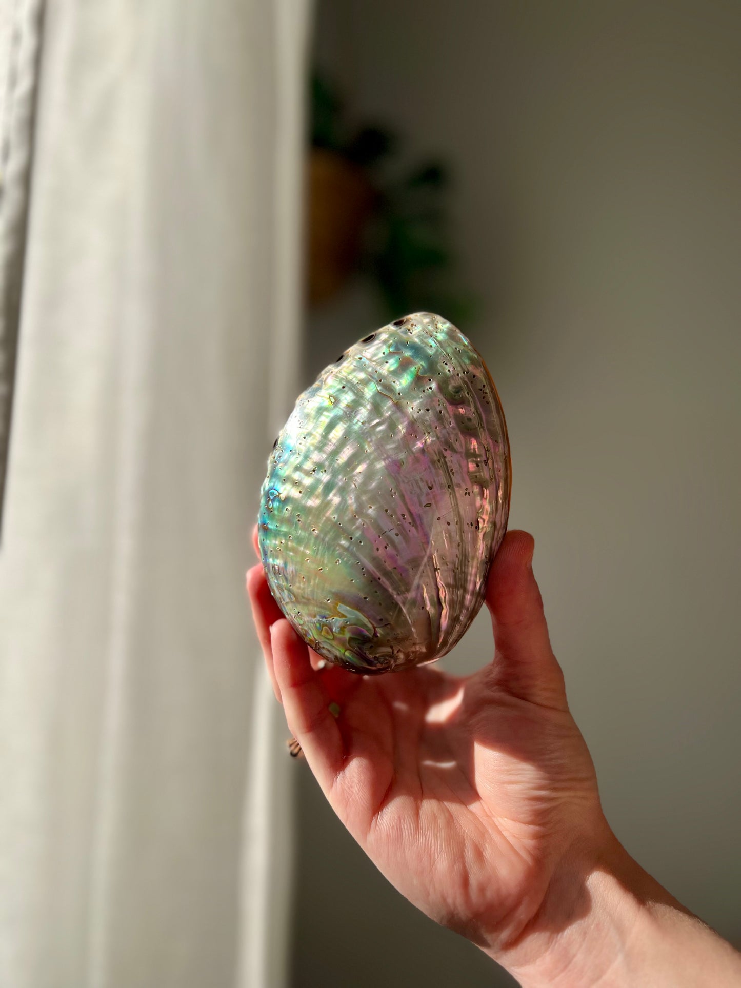 Ethically sourced Abolone Shell