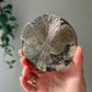 Pyrite Sun from Sparta Illinois USA 07