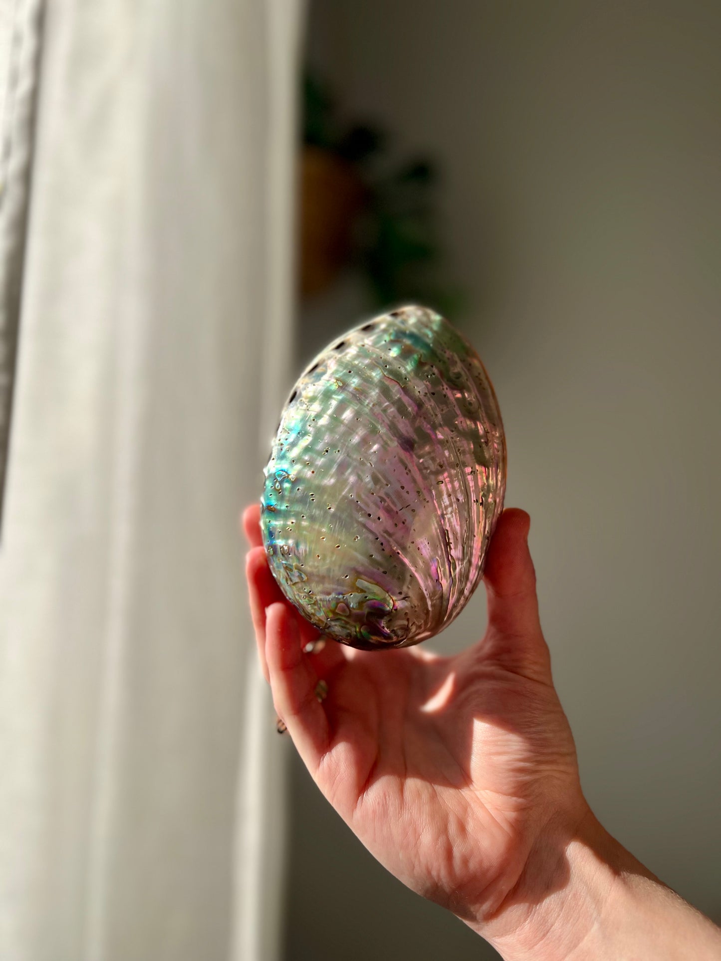 Ethically sourced Abolone Shell