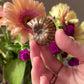 Iridescent Fossilised Ammonite from North West Morocco 01