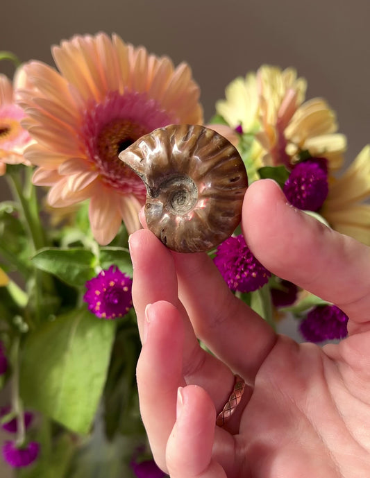 Iridescent Fossilised Ammonite from North West Morocco 01