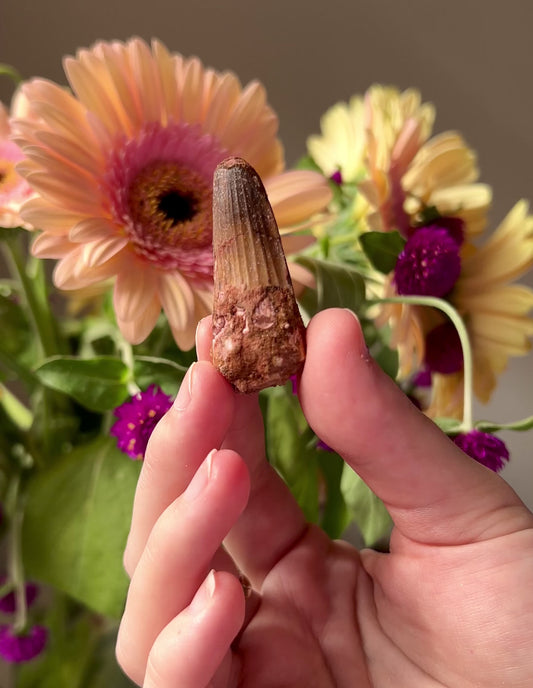 Spinosaurus Fossilised Tooth from Tafilalt Morocco