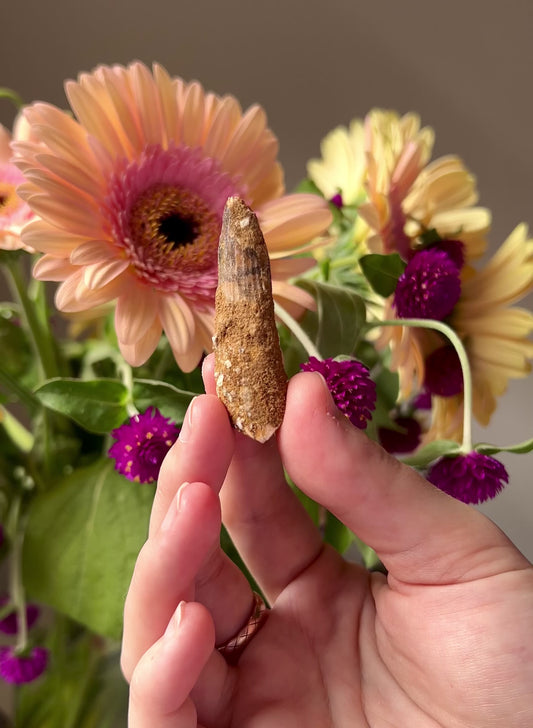 Spinosaurus Fossilised Tooth from Tafilalt Morocco