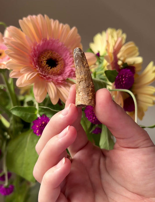 Spinosaurus Fossilised Tooth from Tafilalt Morocco