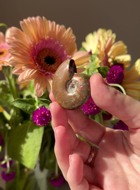 Iridescent Fossilised Ammonite from North West Morocco 03