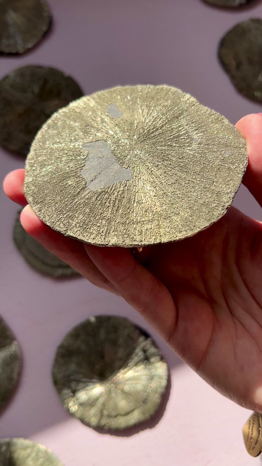 Pyrite Sun from Sparta Illinois